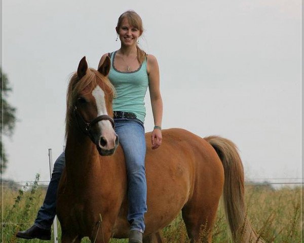 horse Orlando (Lewitzer,  , from Orkan)