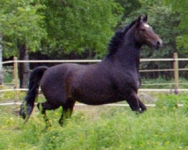 broodmare Timotella (F2) 27305 (Swedish Warmblood, 1998, from Trofé 703)