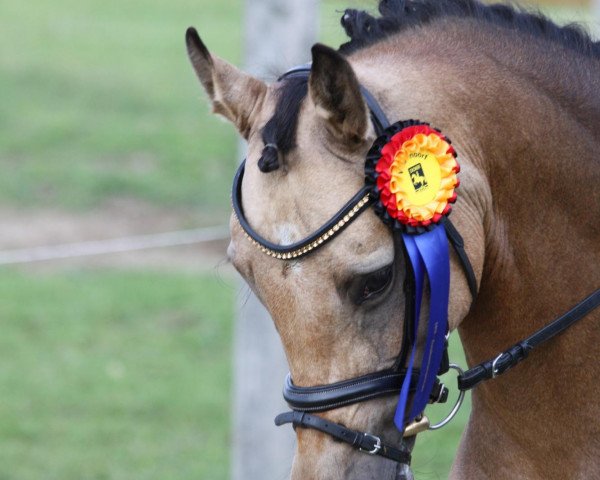 broodmare Das Sonntagskind (German Riding Pony, 2005, from Don Joshi)