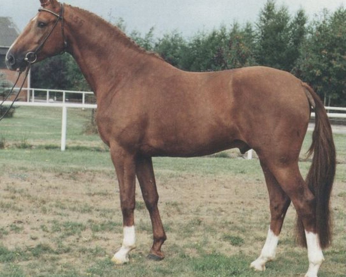 Deckhengst Gotenkönig (Hannoveraner, 1986, von Grenadier)