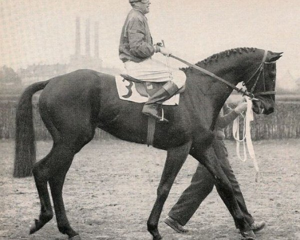Deckhengst Atatuerk xx (Englisches Vollblut, 1951, von Ticino xx)