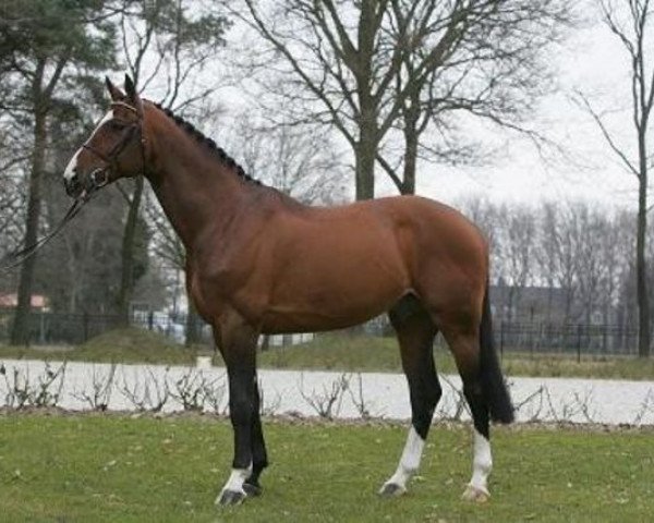 stallion Van Schijndel's Rascin (Hanoverian, 1995, from Ramiro Z)