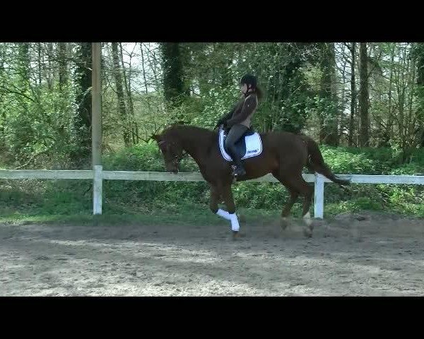 Video of Findefuchs