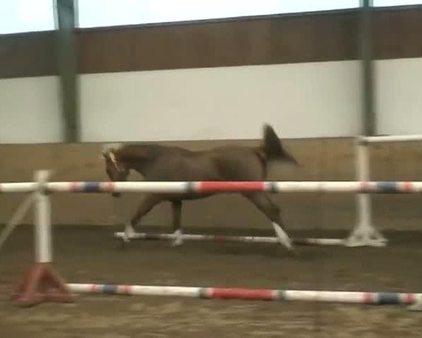 Video of Anka