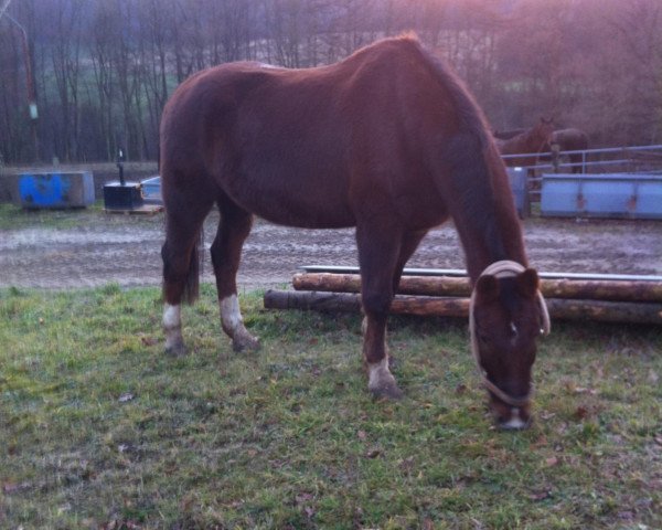 jumper Incento (Hessian Warmblood, 1995, from Im Frühling)