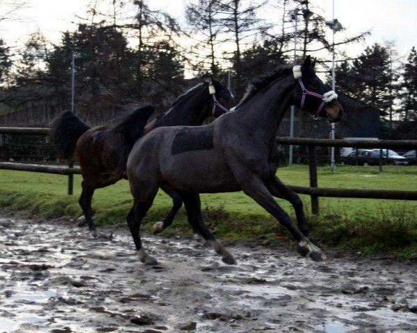 horse Feiner Fiffikus (Hanoverian, 2007, from Fürst Grandios)