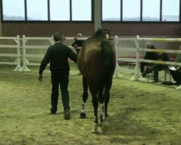 Freispringen Heiden (Stall Baune) 17.03.2012 Abteilung für 3jährige