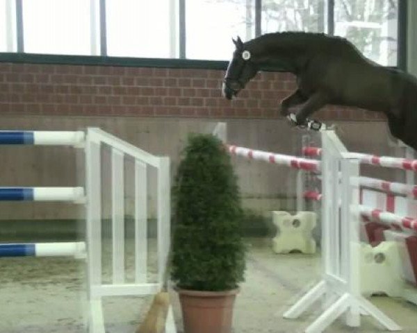 Freispringen Heiden (Stall Baune) 17.03.2012 Abteilung für 3jährige