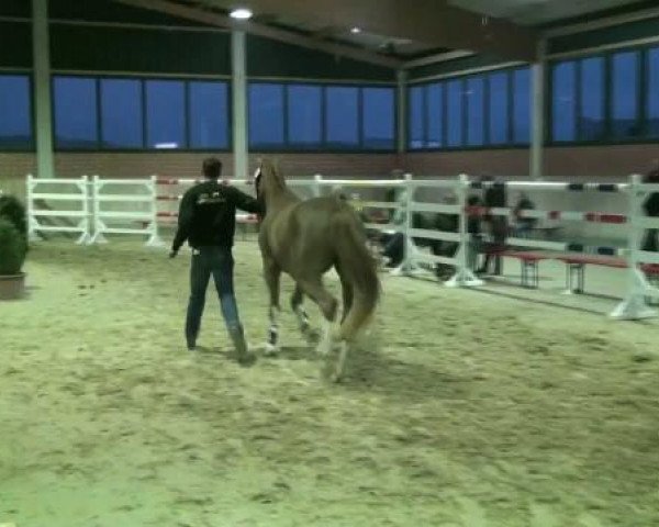 Freispringen Heiden (Stall Baune) 17.03.2012 Abteilung für 3jährige