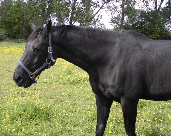 horse Manhattan (Hanoverian, 1990, from Matcho AA) horse Manhattan (Hanoverian, 1990, from Matcho AA)