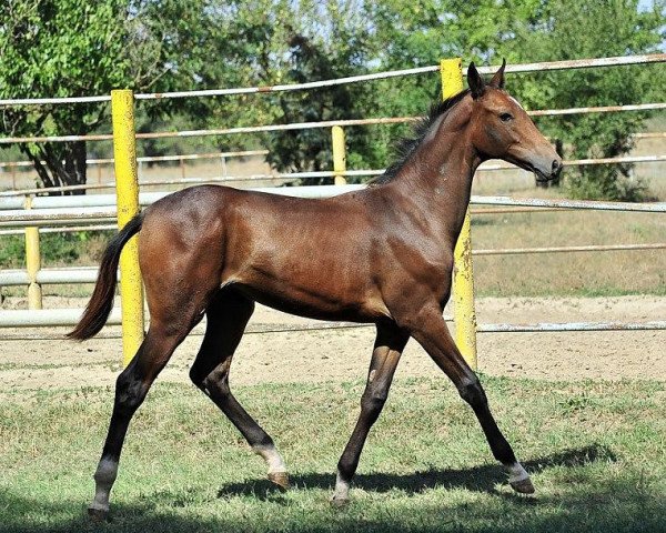 Pferd Osanka (Achal Tekkiner, 2010, von Murgab)