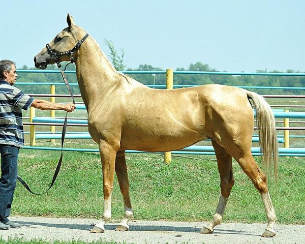 broodmare Makhtumkala (Akhal-Teke, 2007, from Karar) broodmare Makhtumkala (Akhal-Teke, 2007, from Karar)