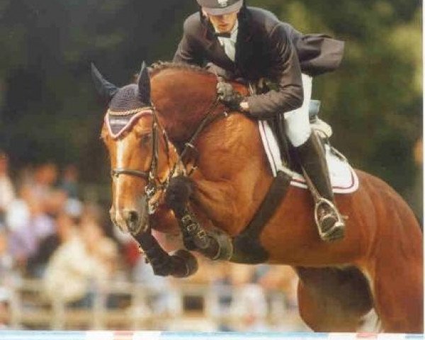 broodmare Queen Liesa (Holsteiner, 1996, from Quidam de Revel)