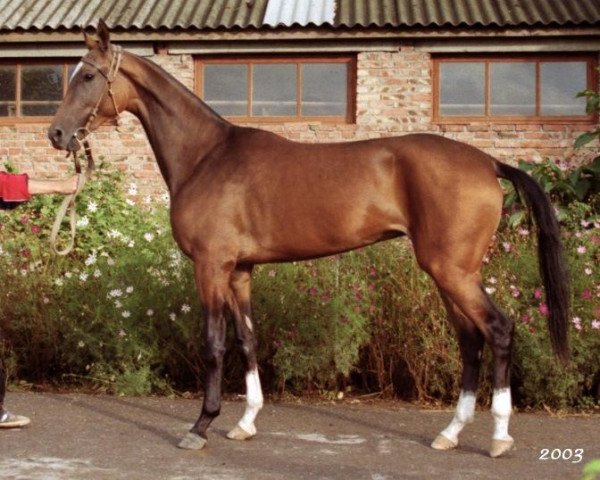 broodmare Magistral (Akhal-Teke, 2001, from Serasker) broodmare Magistral (Akhal-Teke, 2001, from Serasker)