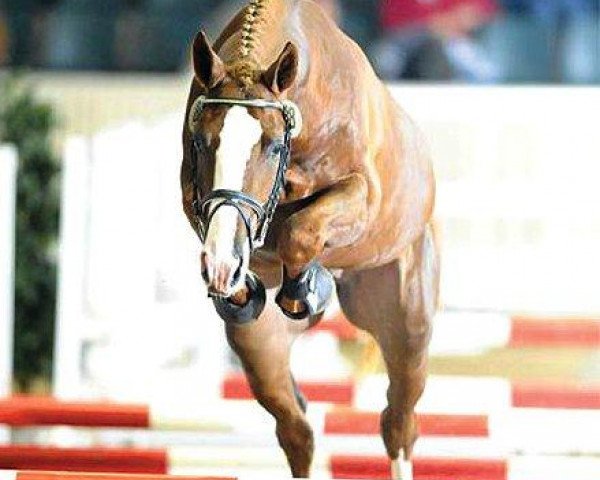jumper Quel Homme (Belgian Warmblood, 1993, from Quidam de Revel)