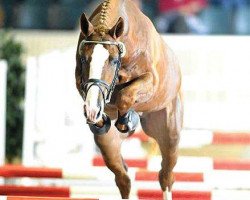 jumper Quel Homme (Belgian Warmblood, 1993, from Quidam de Revel)