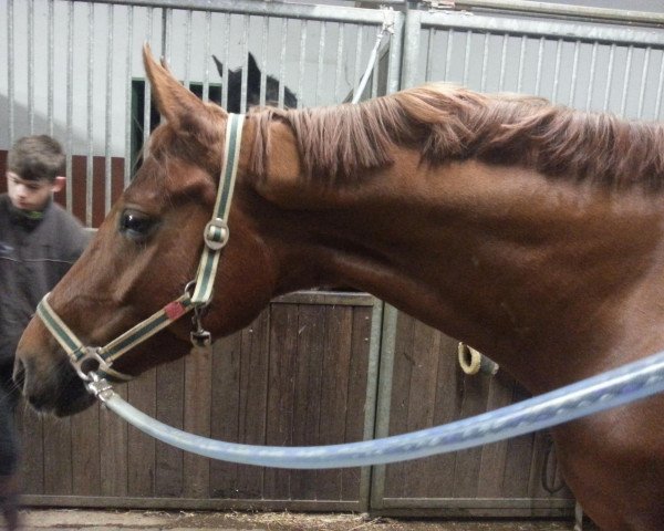 dressage horse D'Amour (Hanoverian, 2008, from Dancier) dressage horse D'Amour (Hanoverian, 2008, from Dancier)