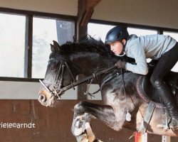 stallion Maribo Sun (German Riding Pony, 2006, from Marinello)