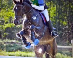 Springpferd Leoni B (Deutsches Sportpferd, 2004, von Lycos)