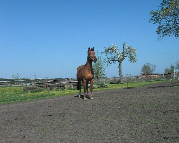 broodmare Chanel (Brandenburg, 1996, from Cartier)