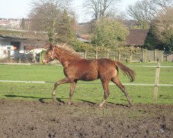 horse Valendero (Westphalian, 2013, from Vitalis)