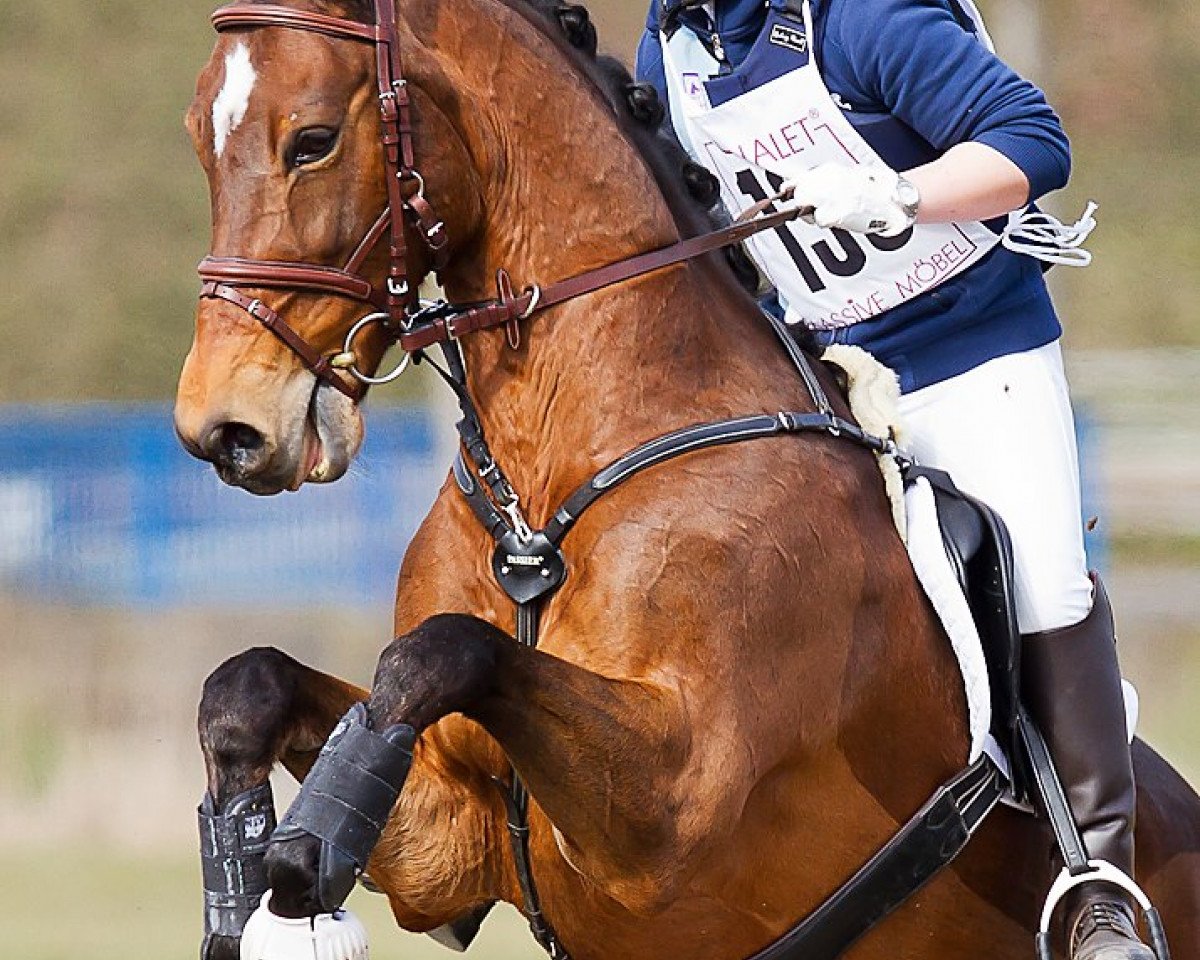 jumper Rubinjo (Westphalian, 2002, from Rubiloh)