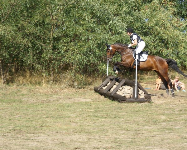 Dressurpferd Elony (Oldenburger Springpferd, 2006, von El Bundy)