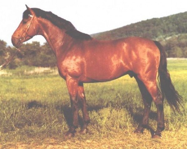 Deckhengst Colorado (Holsteiner, 1967, von Colombo)