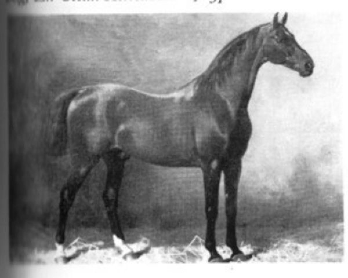 stallion Nord (Hanoverian, 1866, from Norfolk)
