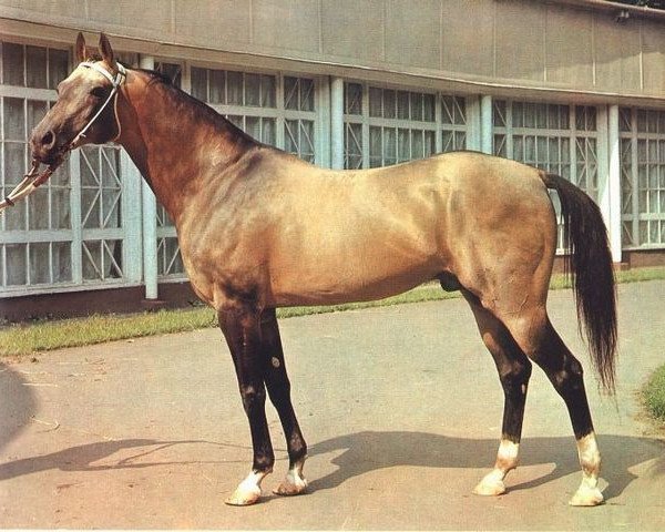 stallion Polotli (Akhal-Teke, 1965, from Peren) stallion Polotli (Akhal-Teke, 1965, from Peren)