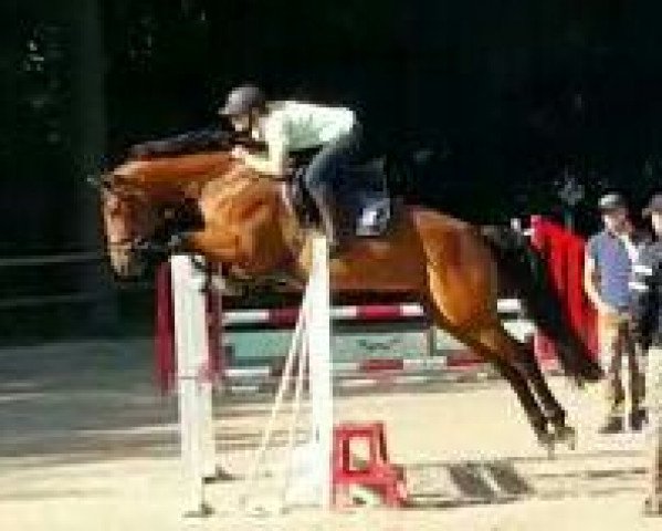 Zuchtstute Cockie 2 (Westfale, 2008, von Canturo)