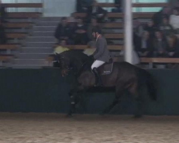 Gemeinschaftshengstschau Handorf 2012
Dienstag, den 28.02.2012
Ludger Beerbaum Stables