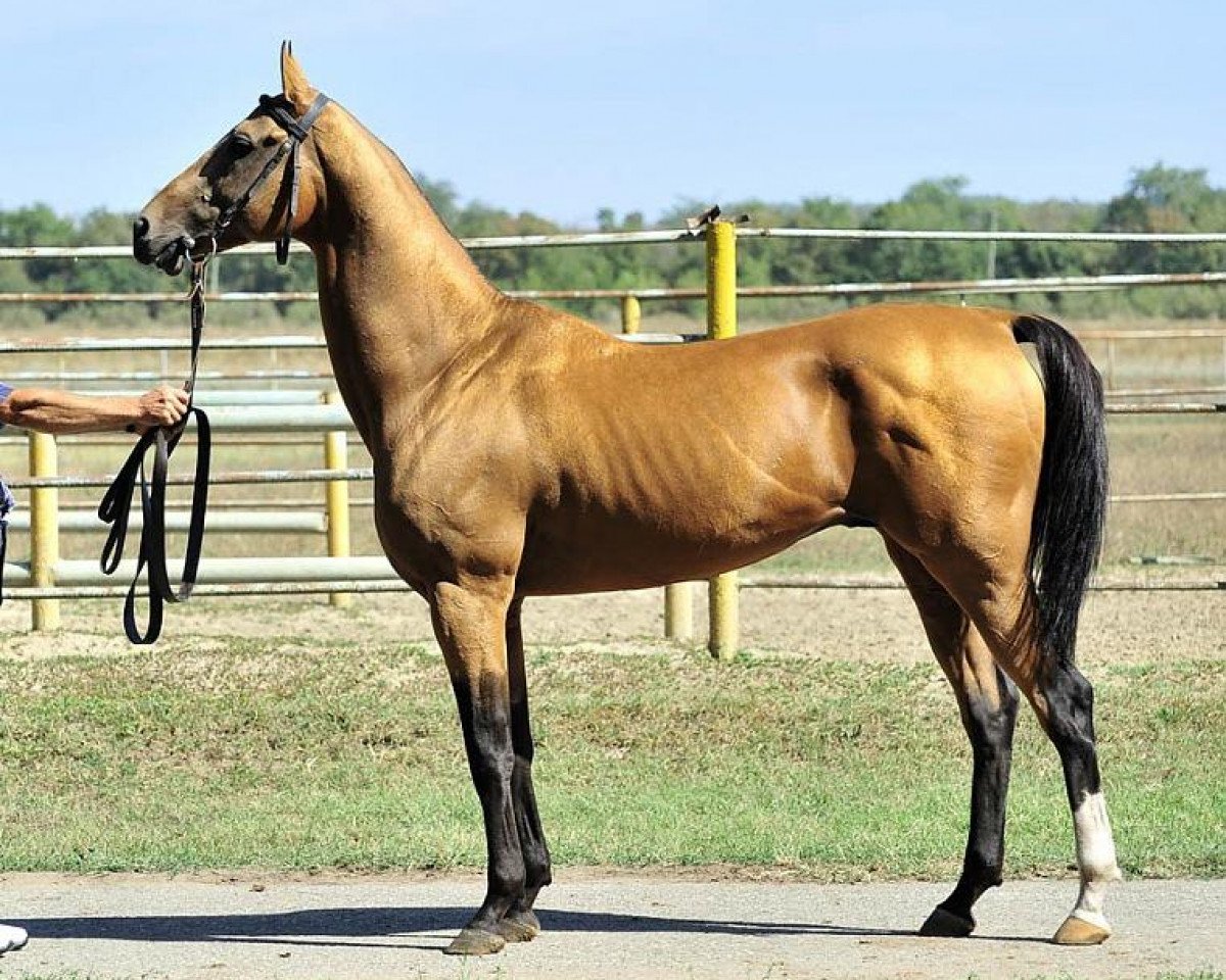stallion Melebaidak (Akhal-Teke, 2002, from Dasht)