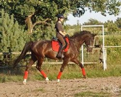 jumper Picasso de Pessoa (German Sport Horse, 2006, from Pessoa VDL)