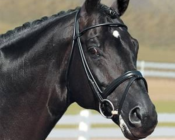 stallion Zardin Firfod (Danish Warmblood, 1998, from Gribaldi) stallion Zardin Firfod (Danish Warmblood, 1998, from Gribaldi)