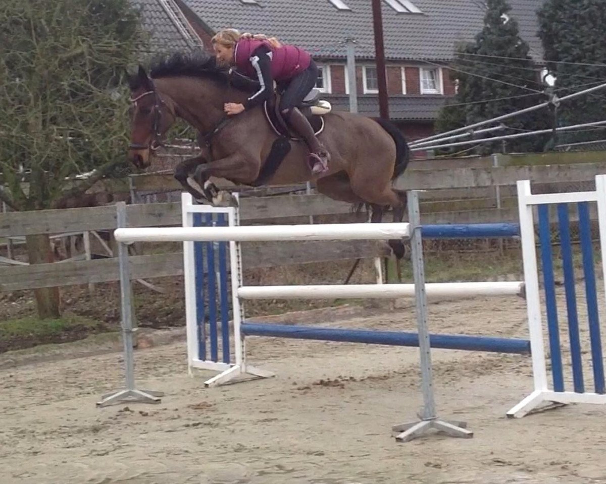 jumper Yps in the Sky (Nederlands Rijpaarden en Pony, 2003)