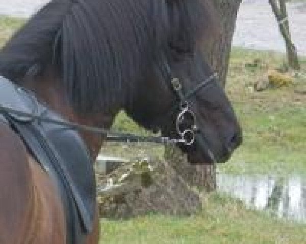 Caballo Rasmus vom Lindenhof (Caballo islandés, 2006, de Svartur vom Hochwald)