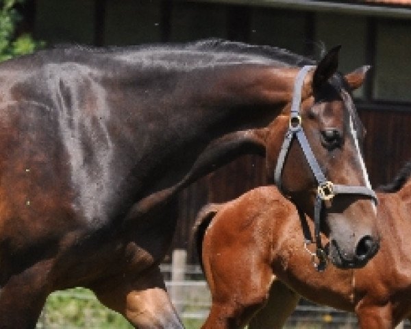 broodmare Senorita (Bavarian, 2001, from Legendär I)