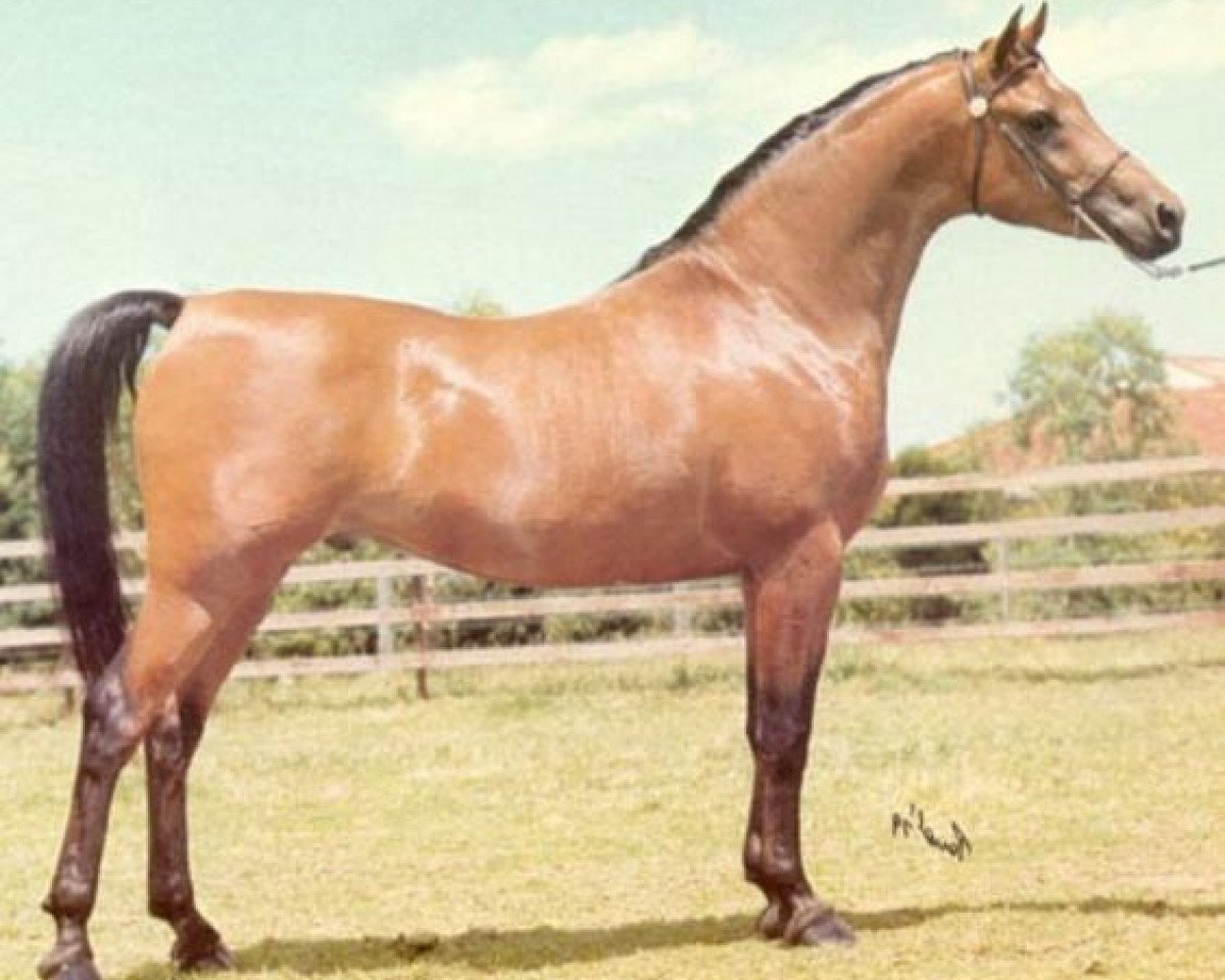 stallion Ansata El Shahwan ox (Arabian purebred, 1973, from Ansata Shah Zaman 1968 ox)