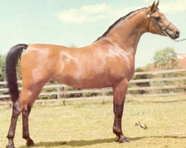 Deckhengst Ansata El Shahwan ox (Vollblutaraber, 1973, von Ansata Shah Zaman 1968 ox)
