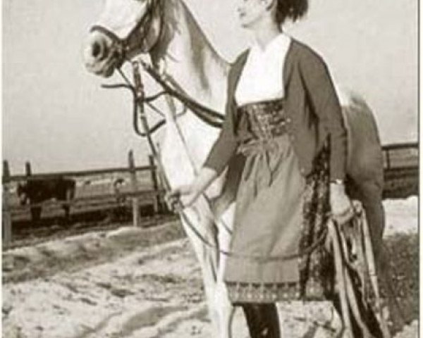 broodmare Algaida 1959 ox (Arabian purebred, 1959, from Congo 1941 ox)