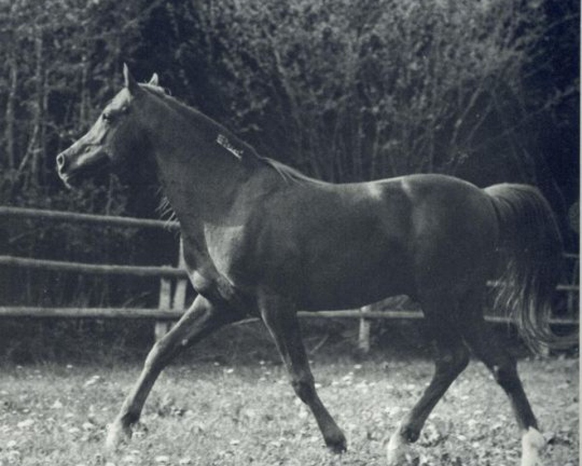 stallion Shawki EAO (Arabian purebred, 1963, from Morafic 1956 EAO)