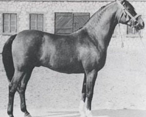 stallion El Trypoli ox (Arabian purebred, 1957, from Trypolis 1937 ox)