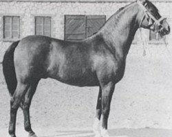 stallion El Trypoli ox (Arabian purebred, 1957, from Trypolis 1937 ox)
