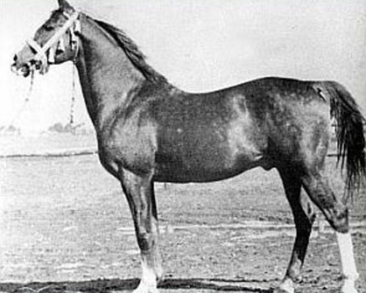stallion Rozmaryn ox (Arabian purebred, 1935, from Almanzor ox)