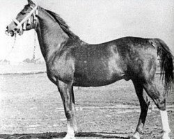 stallion Rozmaryn ox (Arabian purebred, 1935, from Almanzor ox)