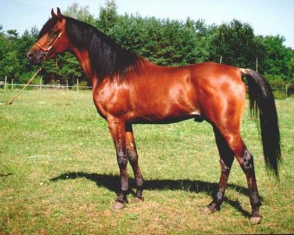 stallion Ibn Jamil EAO (Arabian purebred, 1987, from Jamil ox) stallion Ibn Jamil EAO (Arabian purebred, 1987, from Jamil ox)
