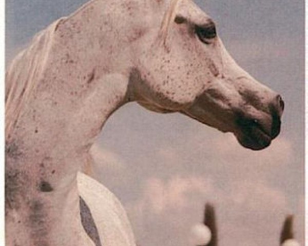 broodmare Nariadnaia ox (Arabian purebred, 1969, from Aswan 1958 EAO)