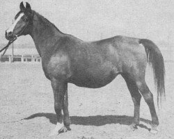 broodmare Gastronomia ox (Arabian purebred, 1946, from Marabut ox)