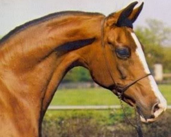 Zuchtstute Gilza ox (Vollblutaraber, 1967, von Espartero ox)